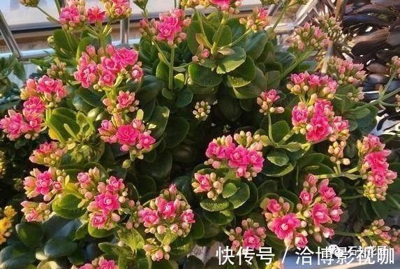 植株|长寿花“开久点”，学会2个窍门，花朵鲜艳，花期长达半个月