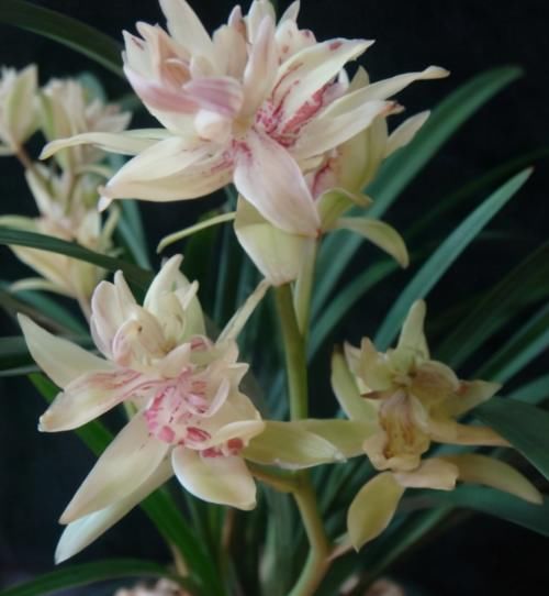 春天来临!这种兰花要养一盆,又美又香,一年能开四五次