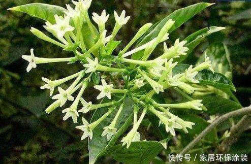 最火爆的4种花，一开就是200天，花朵优雅而美丽