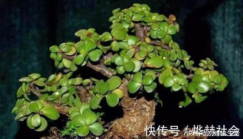 这2种树，是养“高价老桩”的首选，木质化强，5个月就能养成功