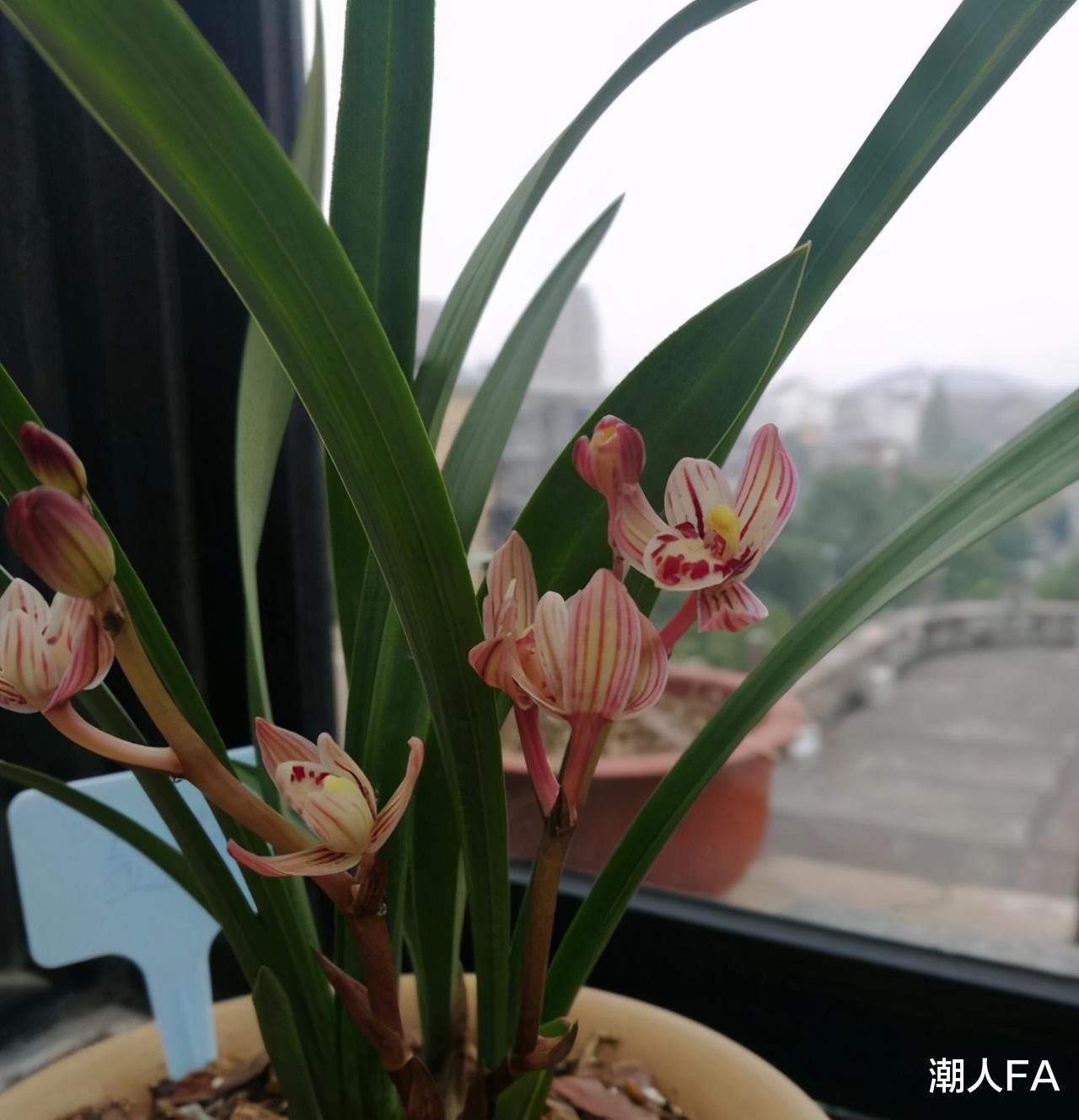 养兰要选四季兰，一年开花多次，好养易活，新手也能养