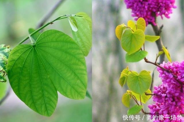  艳丽|紫荆花早春叶前开放，无论枝、干布满紫色花朵，艳丽可爱