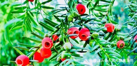 泡水|女性不想得卵巢癌,用它泡水喝,防妇科癌,防治卵巢癌,远离失眠