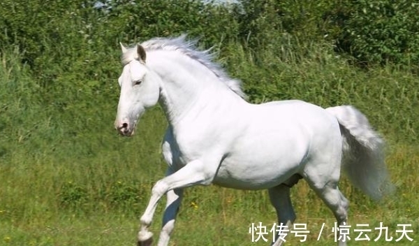 生肖|大金蛇：和哪生肖最般配？天造地设，郎才女貌，事业兴旺家庭幸福