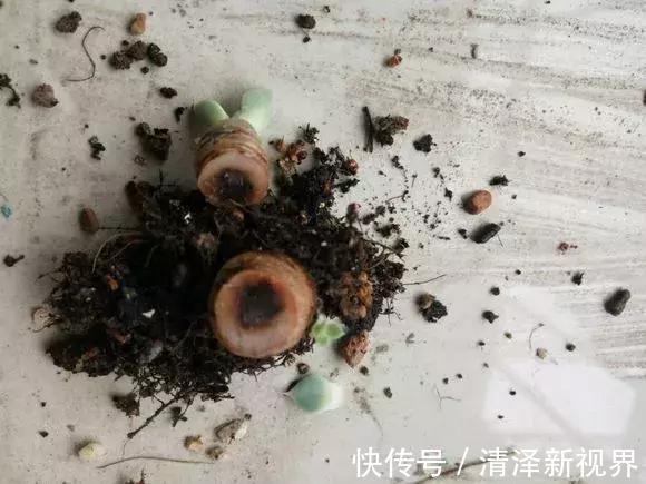 叶子|多肉出现3个状态,是烂根“信号”,再不管根都烂完,别忽视!