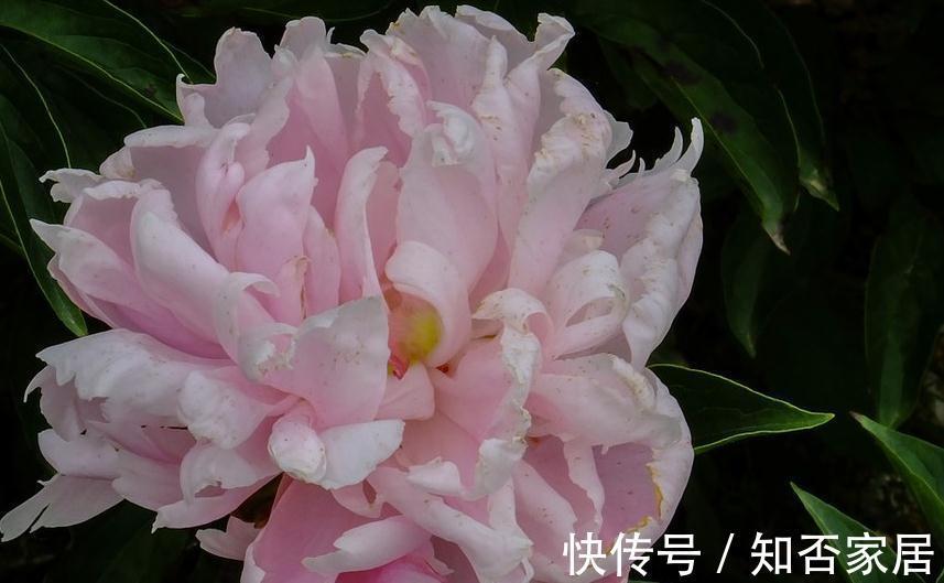 芍药移植,春天和秋天哪个时间好,这1步没做对,难怪芍药长不好