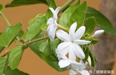 施肥|茉莉花，这样子养，想不开花都难！