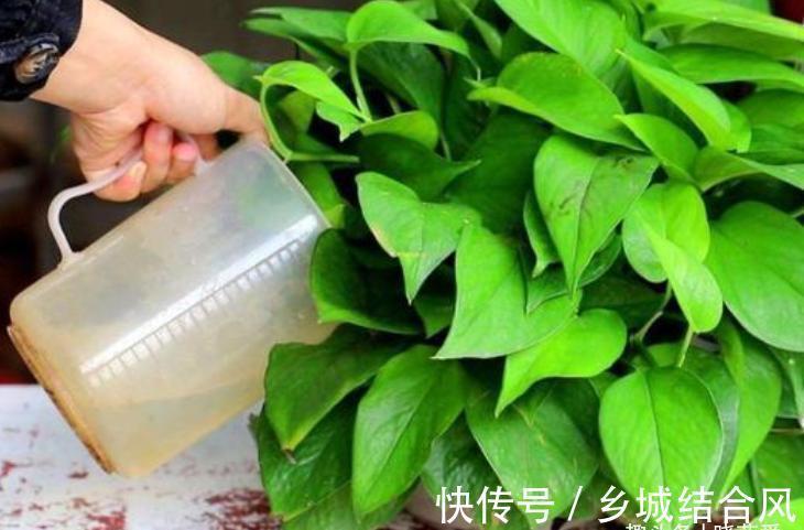 用这8种“废水”养花,青枝绿叶长得壮,开花鲜艳,环保又省钱