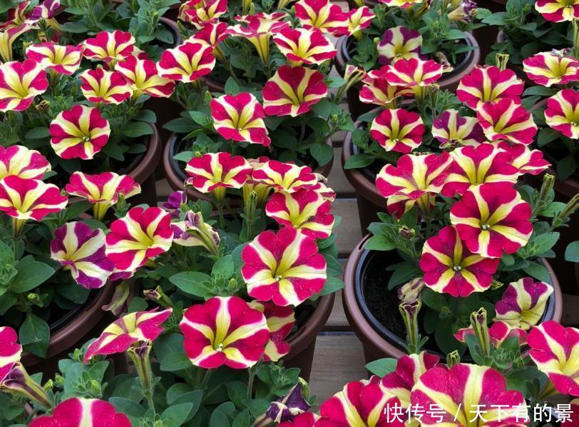 花期|5种漂亮花，越晒越开花，暴晒也不怕，开成“花疙瘩”