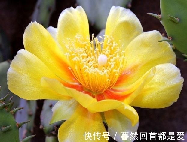 仙人掌|农历十一月大雪过后,养什么花?家里养3种花,福临居所客似云来