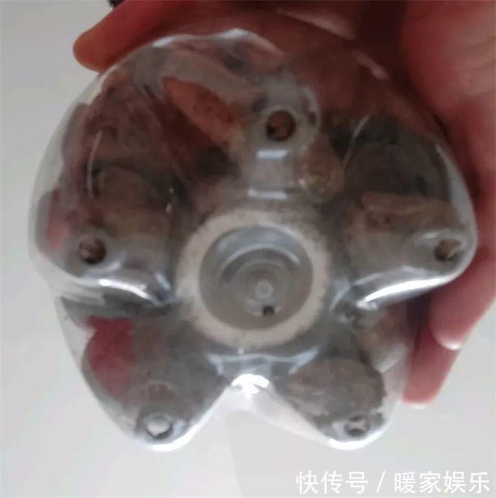 花友|绿萝裹个旧毛巾,俩月能爬1米高,一片叶子脸盆大!