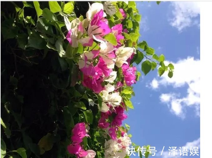 长春花|夏季就养以下6种花，越热越疯长，越晒越开花，给点水就爆盆了