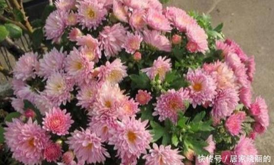 庭院养花,就选“高档玫瑰”摩纳哥公爵,姹紫嫣红,娇艳美丽