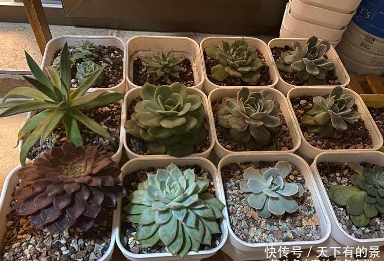 用塑料小黑方来养多肉并不是不可以,但它的优劣性你得先知道