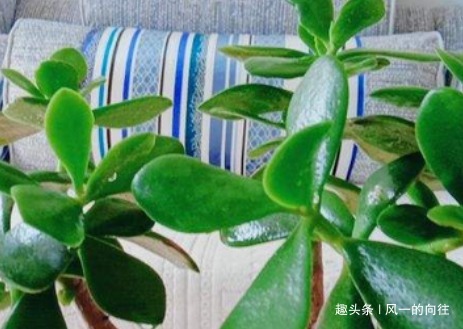 养玉树要避开这三点，满足它的这些喜好，轻松变身老桩盆景