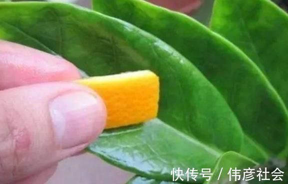 沤肥|吃剩的橘子皮先别扔,放盆里,花肥钱都省了,啥污染都没有!