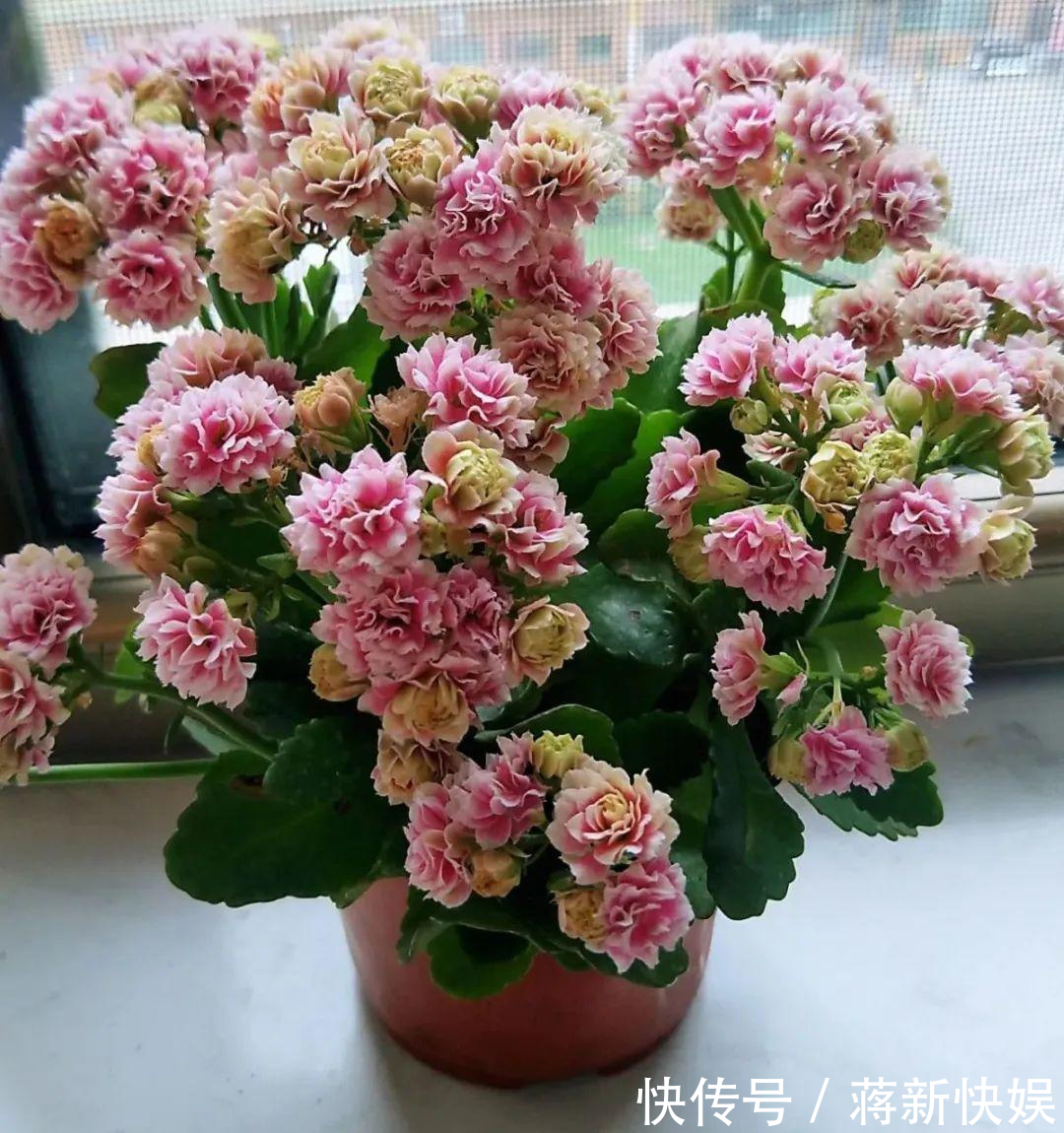 五种开花小机器,超级“爱开花”,家里养一盆,秋冬有花看