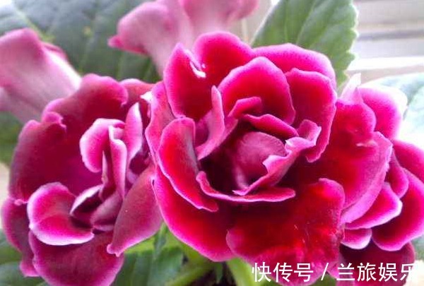 玫瑰|此“阴暗花”,暗光也能旺,花开似玫瑰,比牡丹更好养,开150天