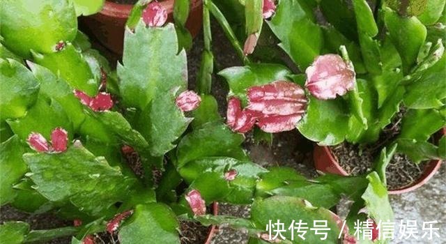 生根|邻居扦插蟹爪兰，准备1块“泡沫板”，促进生根，养2周冒白根