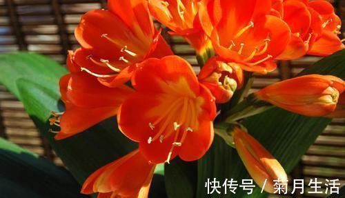 君子兰长得慢,一年也见不到2片新叶,用个技巧长得飞快,亮又大