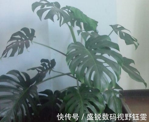 虎皮兰|这“3种”植物不管价格多“贵”, 也要养一盆, 身体变得更健康!