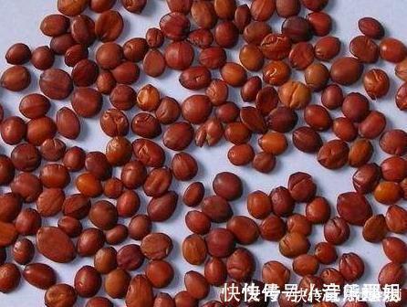 失眠|睡前坚持食几粒小果子,坚持15天,失眠治好了,生理期也不烦躁