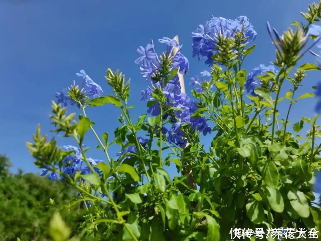 个儿|6种花，不怕太阳晒，太阳底下嗖嗖长个儿