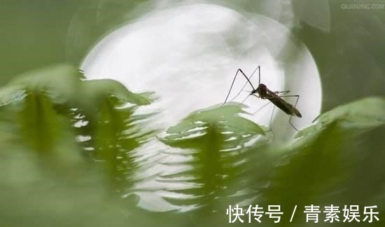 蚊虫讨厌的5种花,气味“很个别”,只要不嫌弃,多养几盆很管用