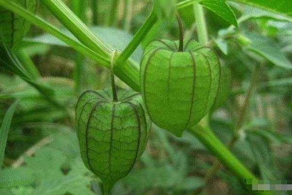 灯笼草|农村不起眼的“灯笼果”,竟有这么大的功效,如今每斤50元