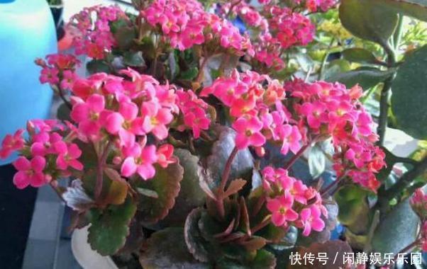 养这5样植物，将修剪做到位，才能年年抽枝发芽、长爆盆！