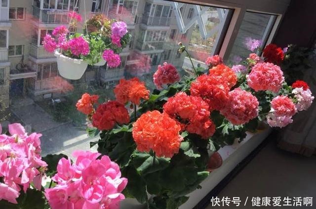 此花是世界名花,观赏价值高,花期全年,好养易成活,是盆栽佳品!