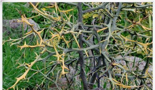 中薪|农村这种“防贼”树,浑身都是宝,能当野菜又能化痰清肠胃