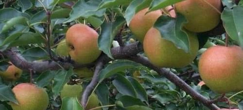 人到中年,坚持吃3种食物,补血益气,延缓衰老,改善皮肤