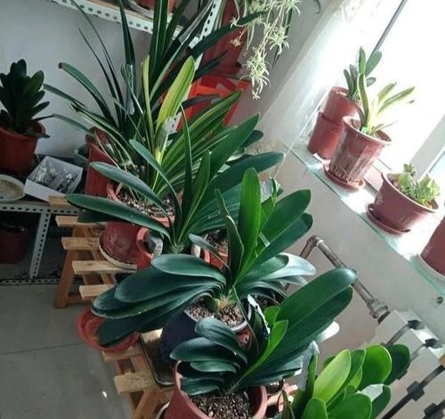 养护君子兰，2个肥料轮流用，一种长厚叶，一种开大花