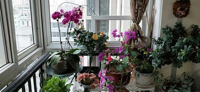 室外|3种花“晦气花”,最好不要养室内,实在喜欢就养在室外吧