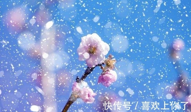 卜算子$瑞雪纷飞满树花,梅花绽蕊万点红(原创首发)