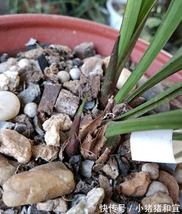 花葶|兰花为什么不开花清楚兰花叶芽和花芽的发育过程,开花爆盆