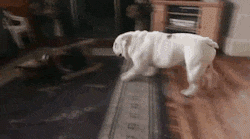 |搞笑GIF:只要功夫深 铁柱磨成针