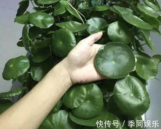 施肥|铜钱草“别乱养”,犯了“3个错误”,叶片会发软,难成活