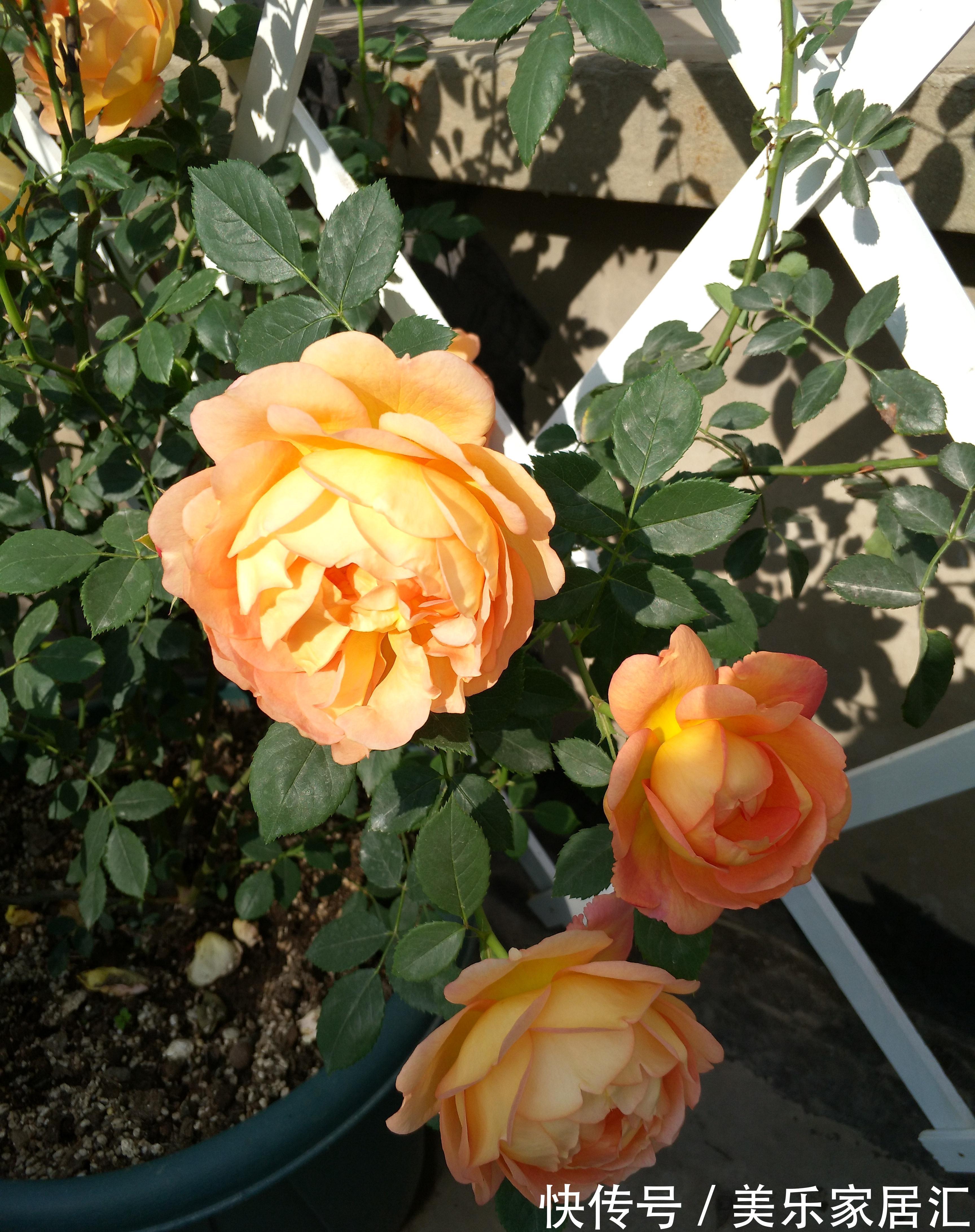 月季夏花又小又丑,三个原因,两个可以改善,一个无法改善