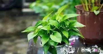 养护|养绿萝,这2种“水”换着浇,叶片油亮巴掌大,根茎能比筷子粗