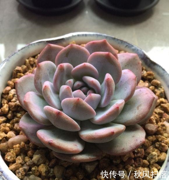 养好多肉分几步?2步就够,不要去模仿别人,技术是自己的