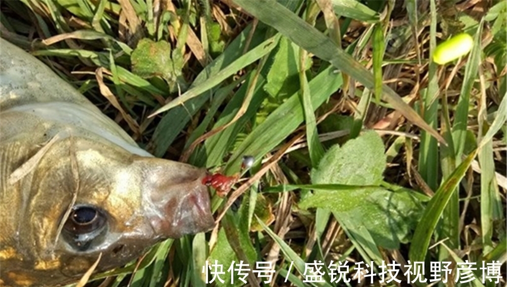 能手|七星漂钓组游钓技巧,只用来底钓鲫鱼就浪费了,钓浮也是小能手!