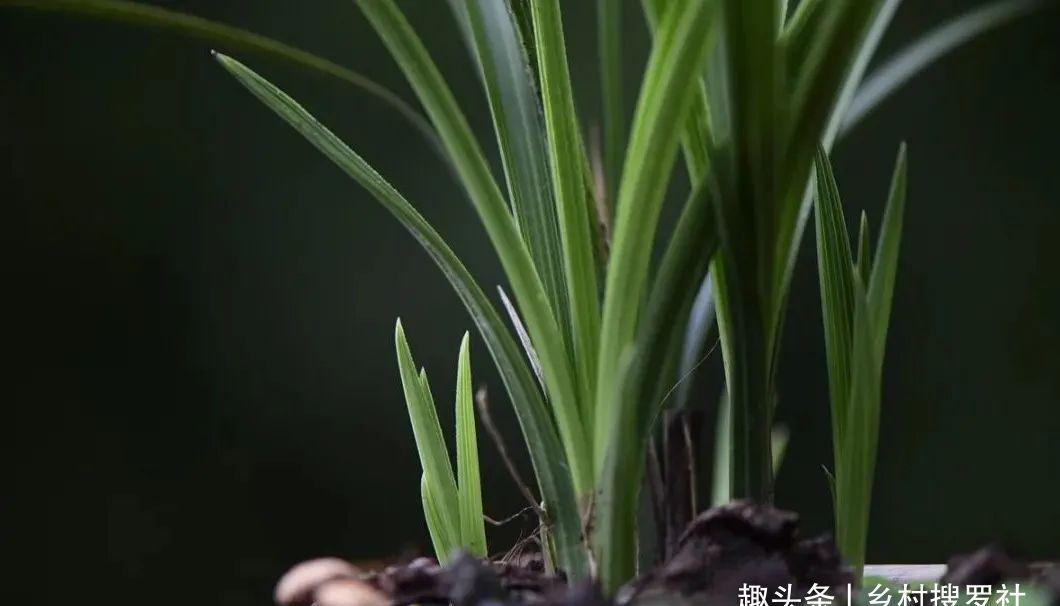 兰叶|这样养兰花,不用施肥不必喷药,兰苗肥壮花苞多