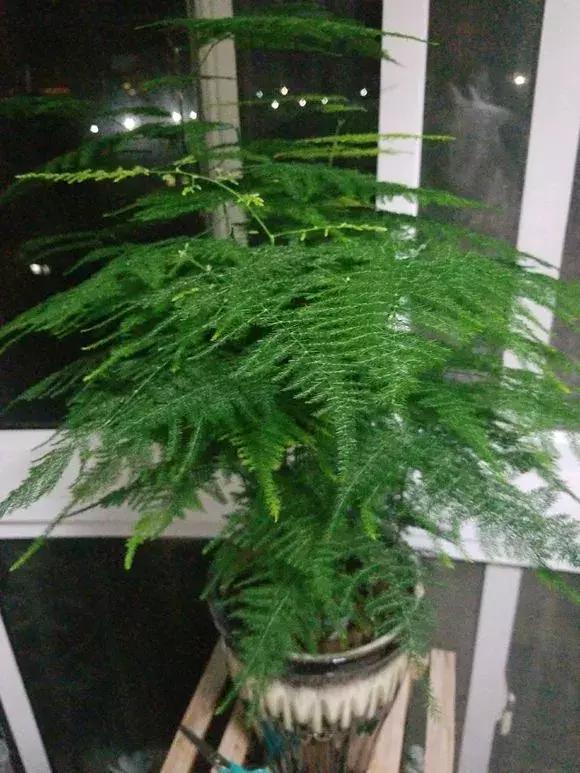 满天花板|文竹喂2种“大补药”，叶子不发黄，呼呼爬满天花板！