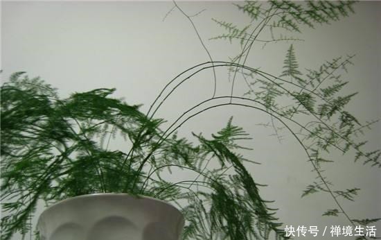 文竹长太高怎么办教你养出矮、壮、密的株型,放在书桌萌萌哒!