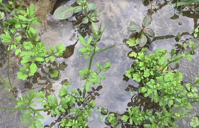 草药|长在路旁的一种“野草”,不但是鲜美的野菜,现在是一味民间草药