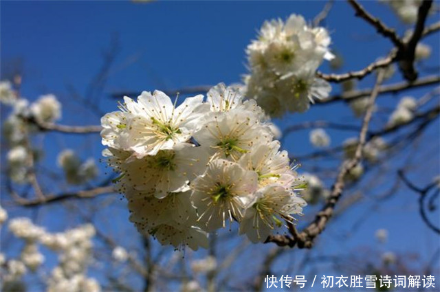 老年|早春樱花和樱桃花9则，樱桃千万枝，照耀如雪天