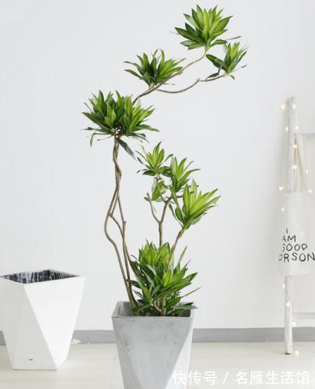 客厅见树,家业稳固!适合客厅养的五种树,大气美观,幸福感倍增