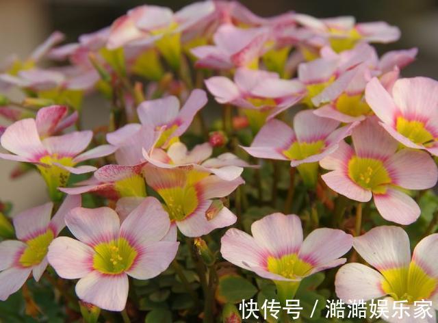 养花杀手养啥养不活这些花寓意好、皮实好养活,附养花技巧!